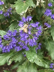 Apis mellifera