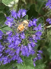 Apis mellifera