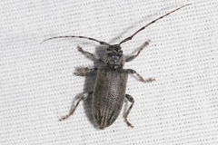 Glaucotes yuccivorus