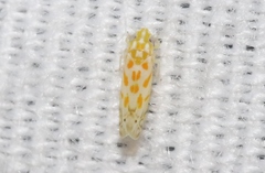 Alconeura dodonana