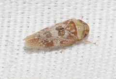 Dragonana dracontea