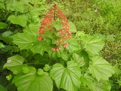 Clerodendrum paniculatum