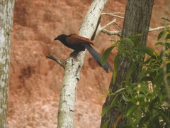 Centropus sinensis parroti