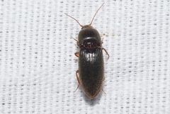 Horistonotus simplex