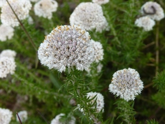 Metalasia pulchella