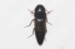 Diplostethus opacicollis