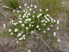 Metalasia pulchella