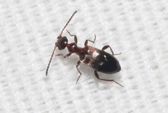 Ischyropalpus nitidulus