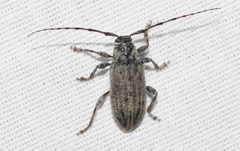 Glaucotes yuccivorus