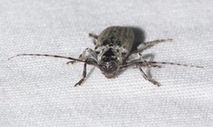 Glaucotes yuccivorus