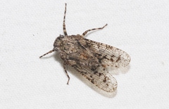 Alphina glauca