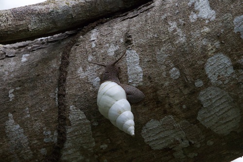 Liguus fasciatus