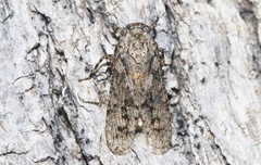 Alphina glauca