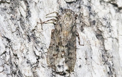 Alphina glauca