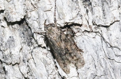Alphina glauca