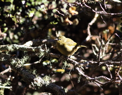 Chlorodrepanis virens wilsoni