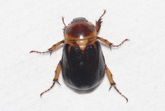 Ancognatha manca