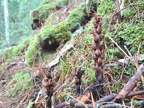 Himalayan Xylanche (Xylanche himalaica)