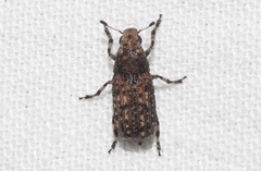 Euparius subtesselatus