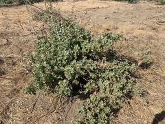 Malacothamnus fremontii