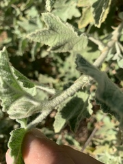 Malacothamnus fremontii