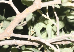 Oecanthus exclamationis