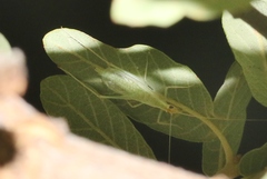 Oecanthus exclamationis