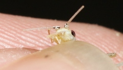 Oecanthus exclamationis