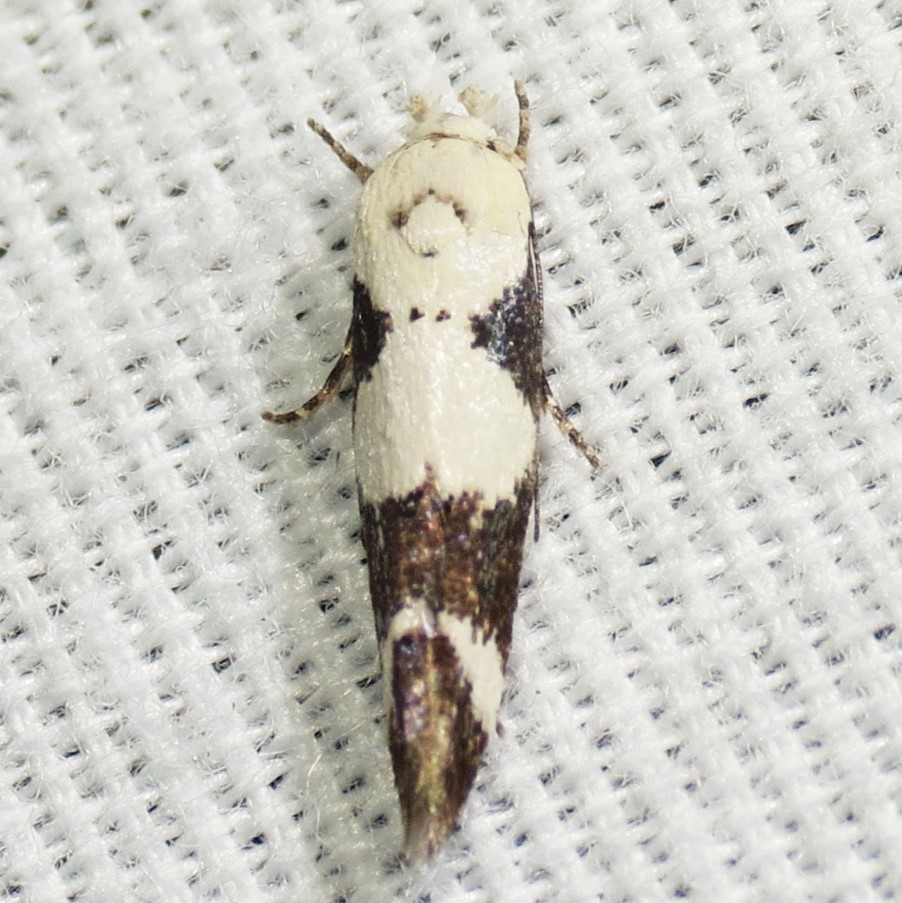 Mompha definitella