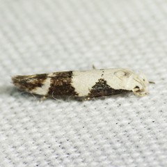 Mompha definitella