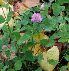 Trifolium pratense