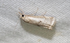Microcrambus polingi
