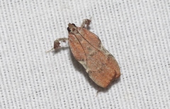 Galasa nigripunctalis