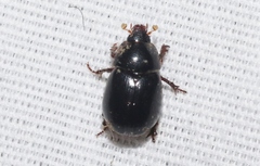 Hybosorus illigeri