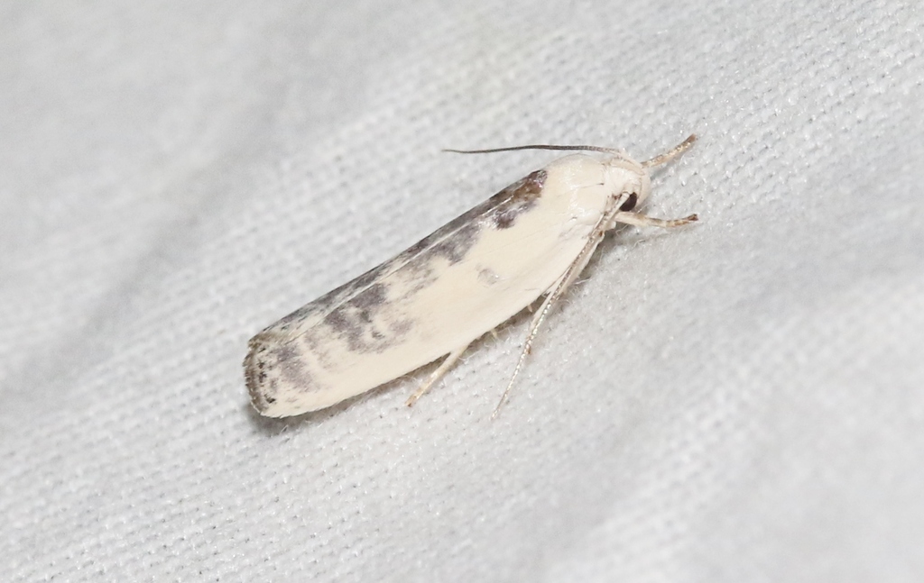 Antaeotricha furcata