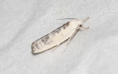 Antaeotricha furcata