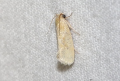 Acrolophus laticapitana