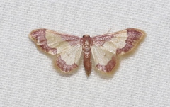 Idaea basinta