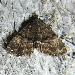 Metalectra richardsi