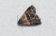 Tripudia luda