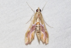 Agathodes monstralis
