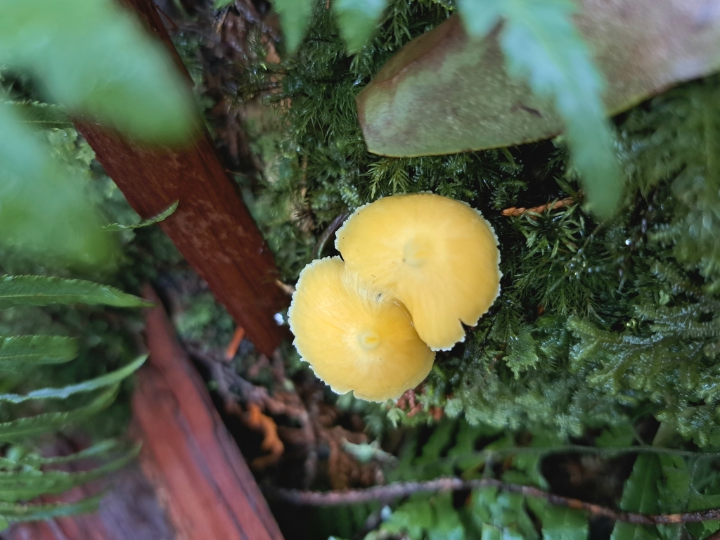 Entoloma murrayi · June 2025 · photo: © vrxz (iNaturalist, cc-by-sa)