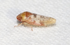 Dragonana dracontea