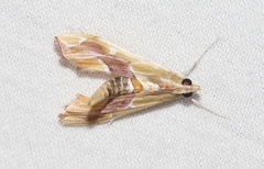 Agathodes monstralis