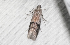 Vitula aegerella