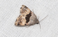 Cobubatha lixiva