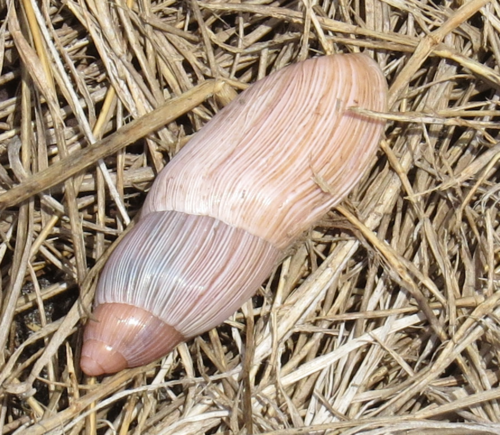 Wolfsnails