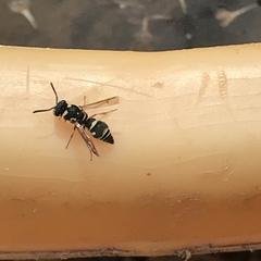 Parancistrocerus minimoferus