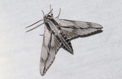 Sphinx dollii