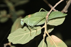 Microcentrum californicum